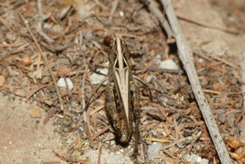 Réf. 268 216 : Omocestus haemorrhoidalis haemorrhoidalis
